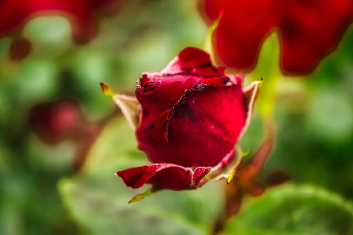 Die Liebe ist nicht