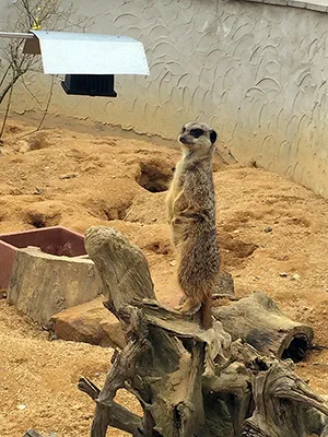 Jagd auf Depressive