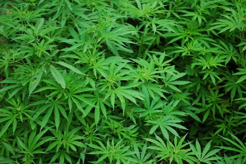 Angst vor dem Cannabis Marihuana Staat Deutschland
